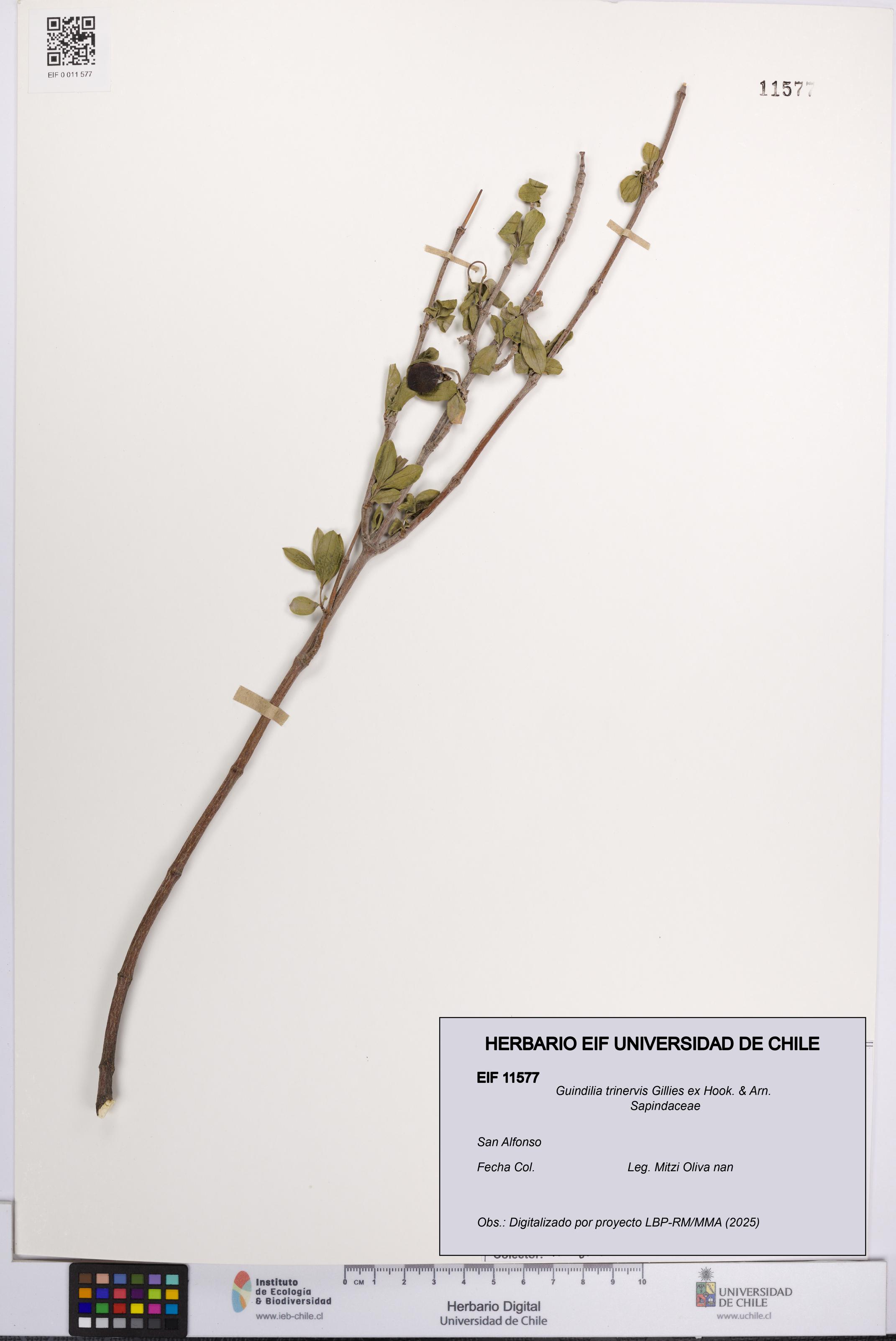 Guindilia trinervis [Espécimen: UCH:EIF:0011577]