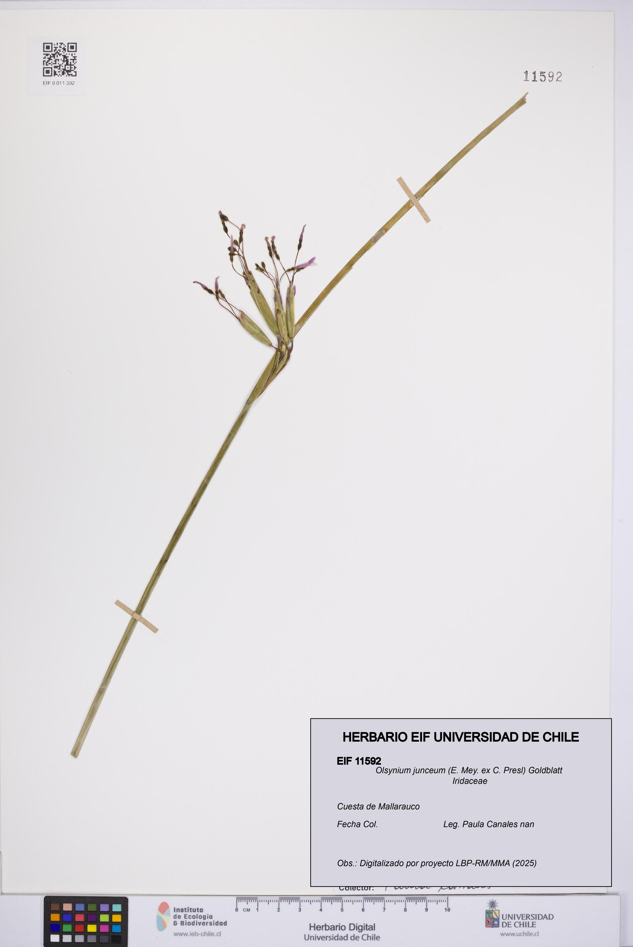 Olsynium junceum [Espécimen: UCH:EIF:0011592]