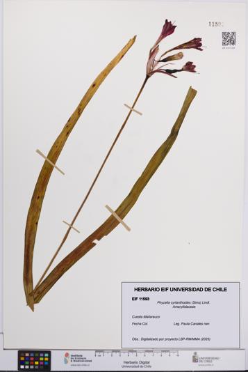 Phycella cyrtanthoides [Espécimen: UCH:EIF:0011593]