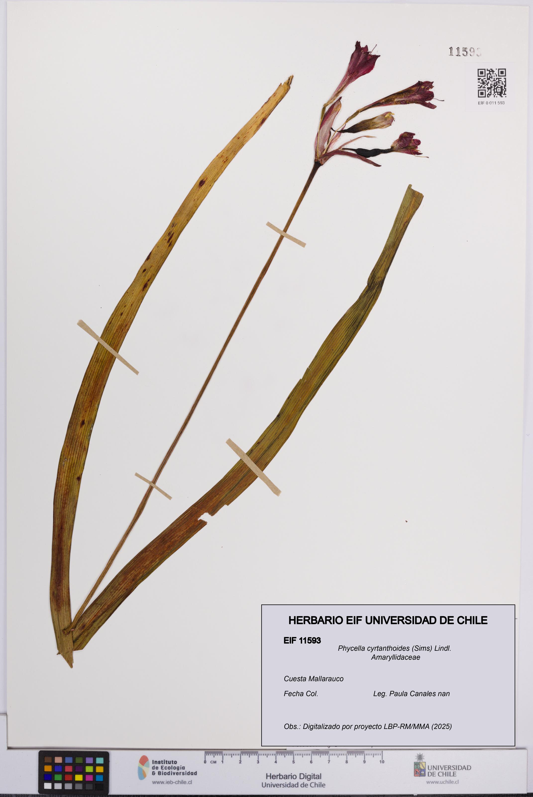 Phycella cyrtanthoides [Espécimen: UCH:EIF:0011593]