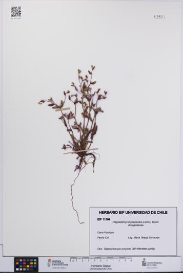 Plagiobothrys myosotoides [Espécimen: UCH:EIF:0011594]