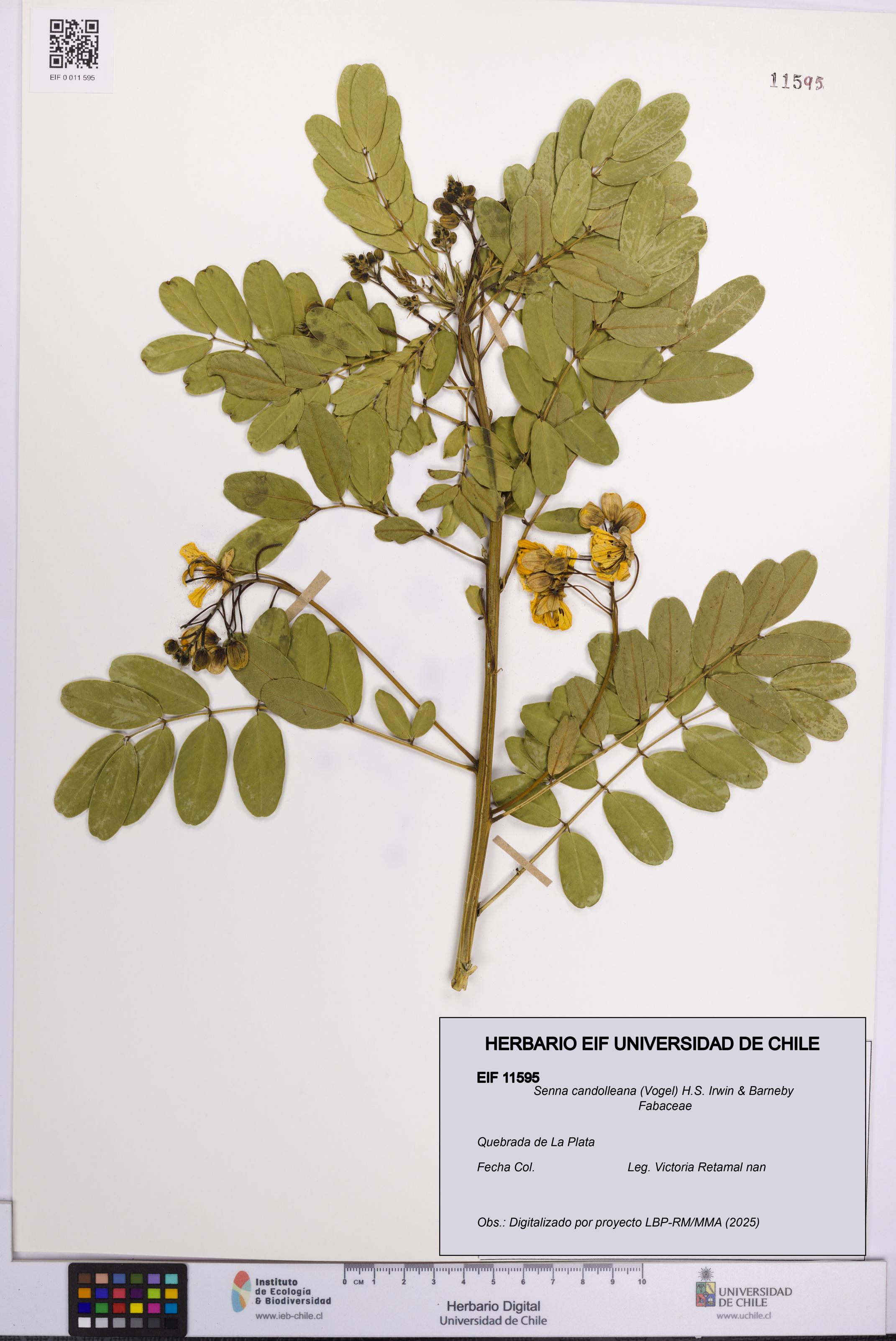 Senna candolleana [Espécimen: UCH:EIF:0011595]