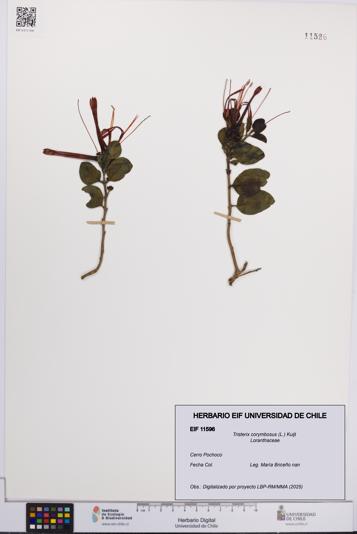 Tristerix corymbosus [Espécimen: UCH:EIF:0011596]