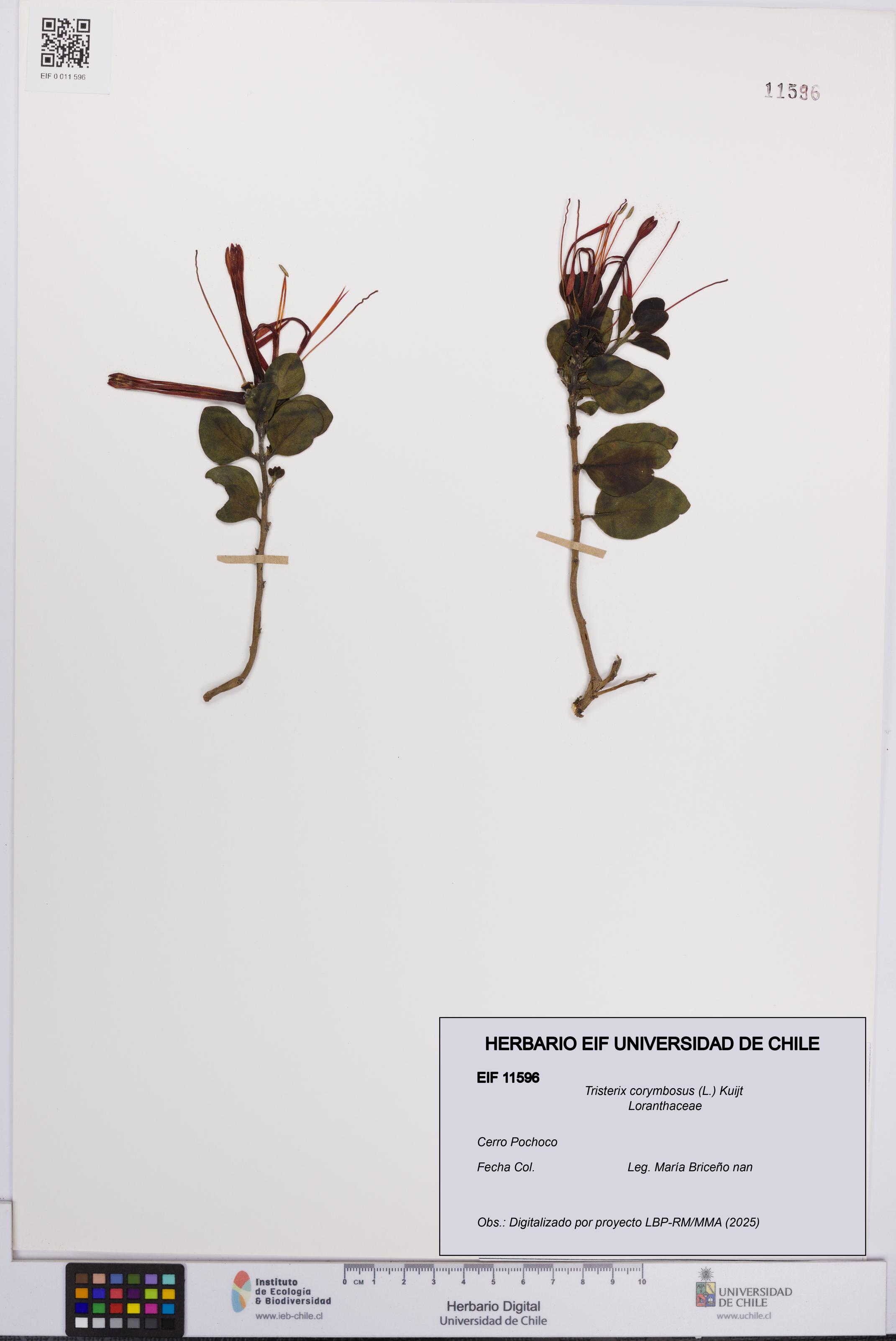 Tristerix corymbosus [Espécimen: UCH:EIF:0011596]