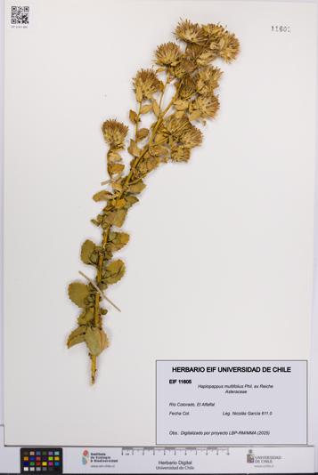Haplopappus multifolius [Espécimen: UCH:EIF:0011605]