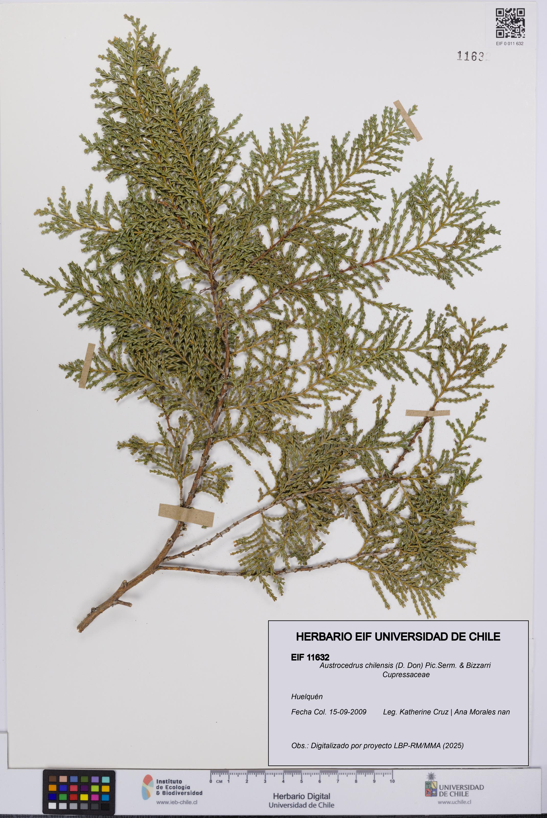 Austrocedrus chilensis [Espécimen: UCH:EIF:0011632]
