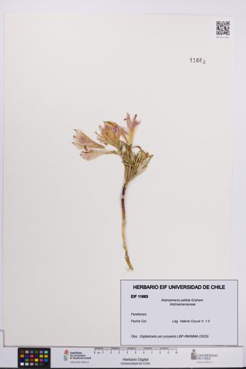 Alstroemeria pallida [Espécimen: UCH:EIF:0011663]