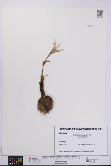Rhodolirium montanum [Espécimen: UCH:EIF:0011664]