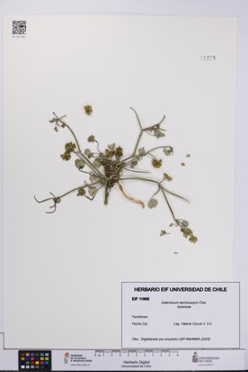 Asteriscium aemocarpon [Espécimen: UCH:EIF:0011665]