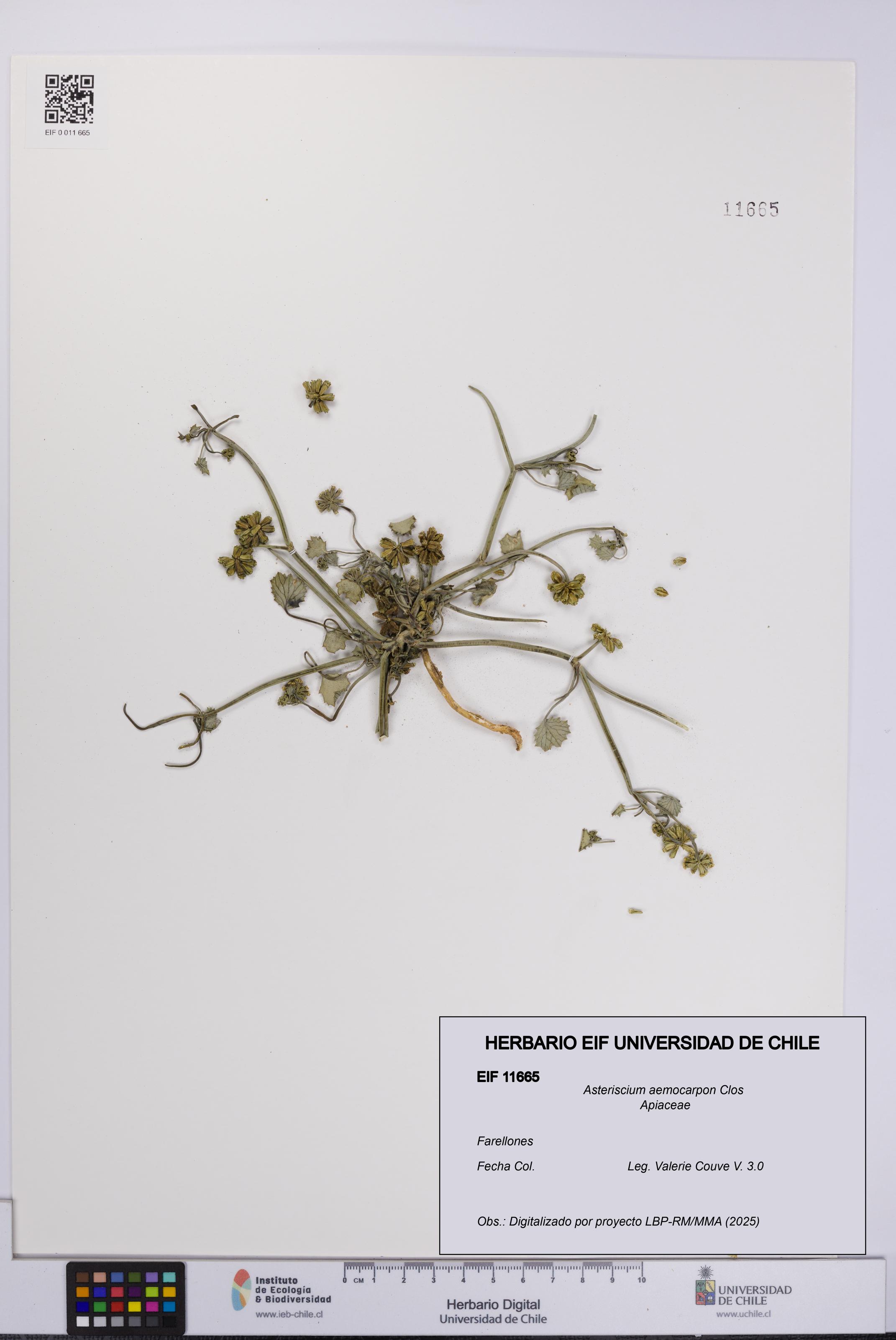 Asteriscium aemocarpon [Espécimen: UCH:EIF:0011665]