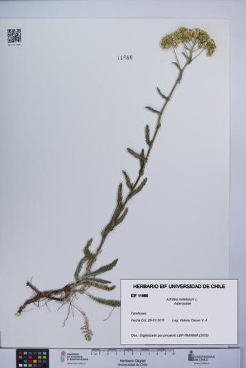 Achillea millefolium [Espécimen: UCH:EIF:0011666]
