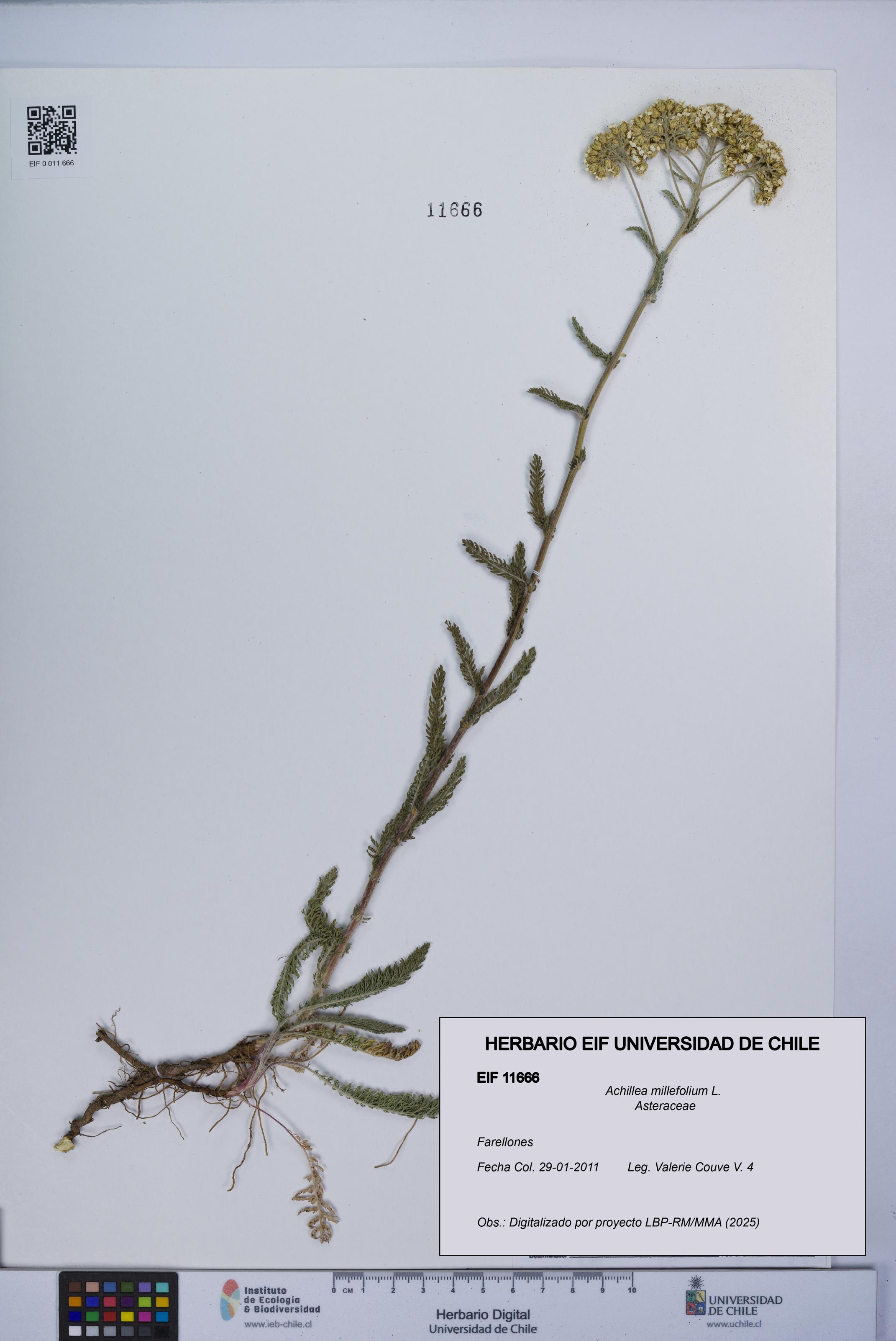 Achillea millefolium [Espécimen: UCH:EIF:0011666]