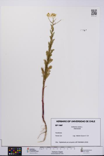 Anthemis cotula [Espécimen: UCH:EIF:0011667]