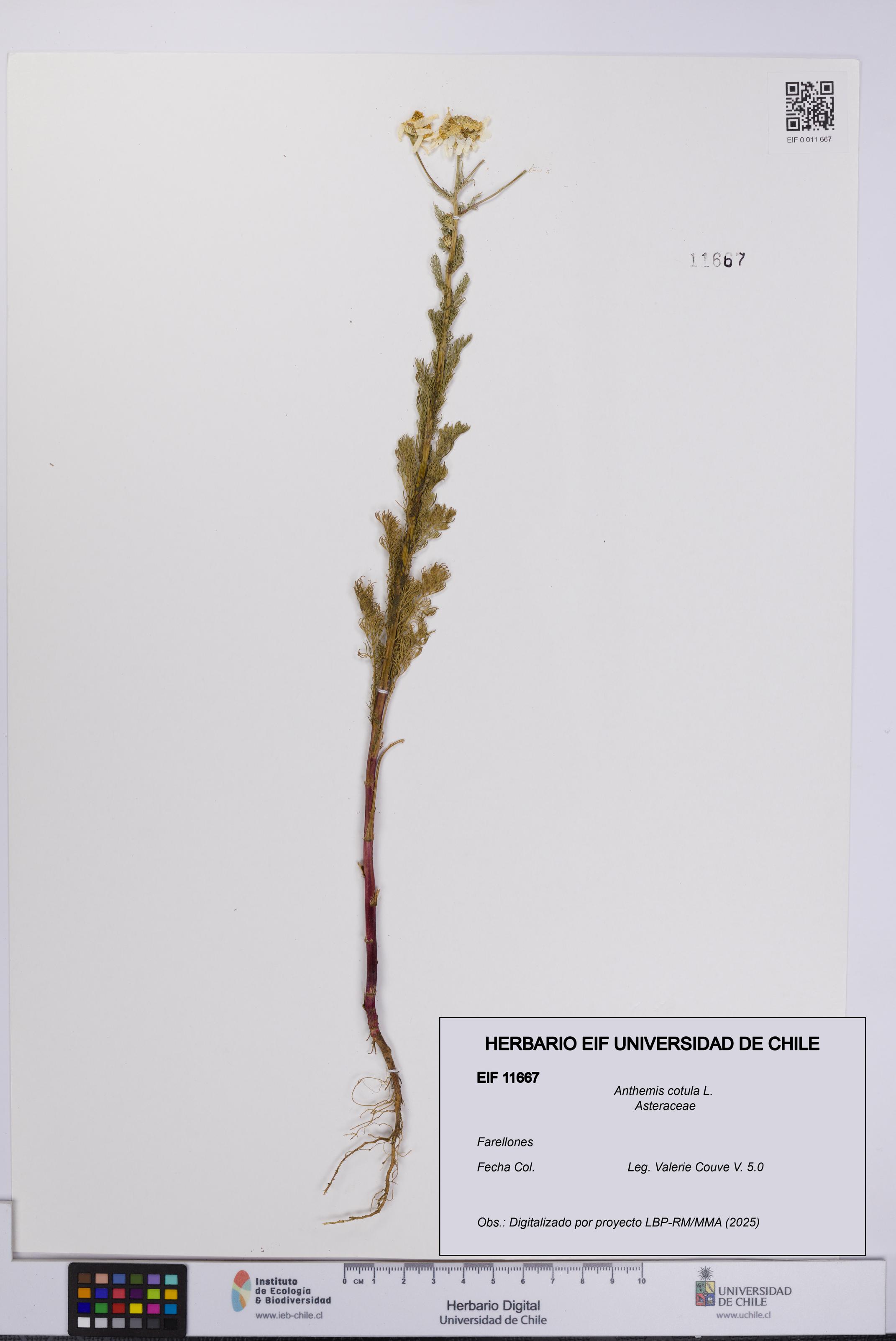 Anthemis cotula [Espécimen: UCH:EIF:0011667]