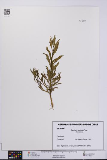 Baccharis glutinosa [Espécimen: UCH:EIF:0011668]