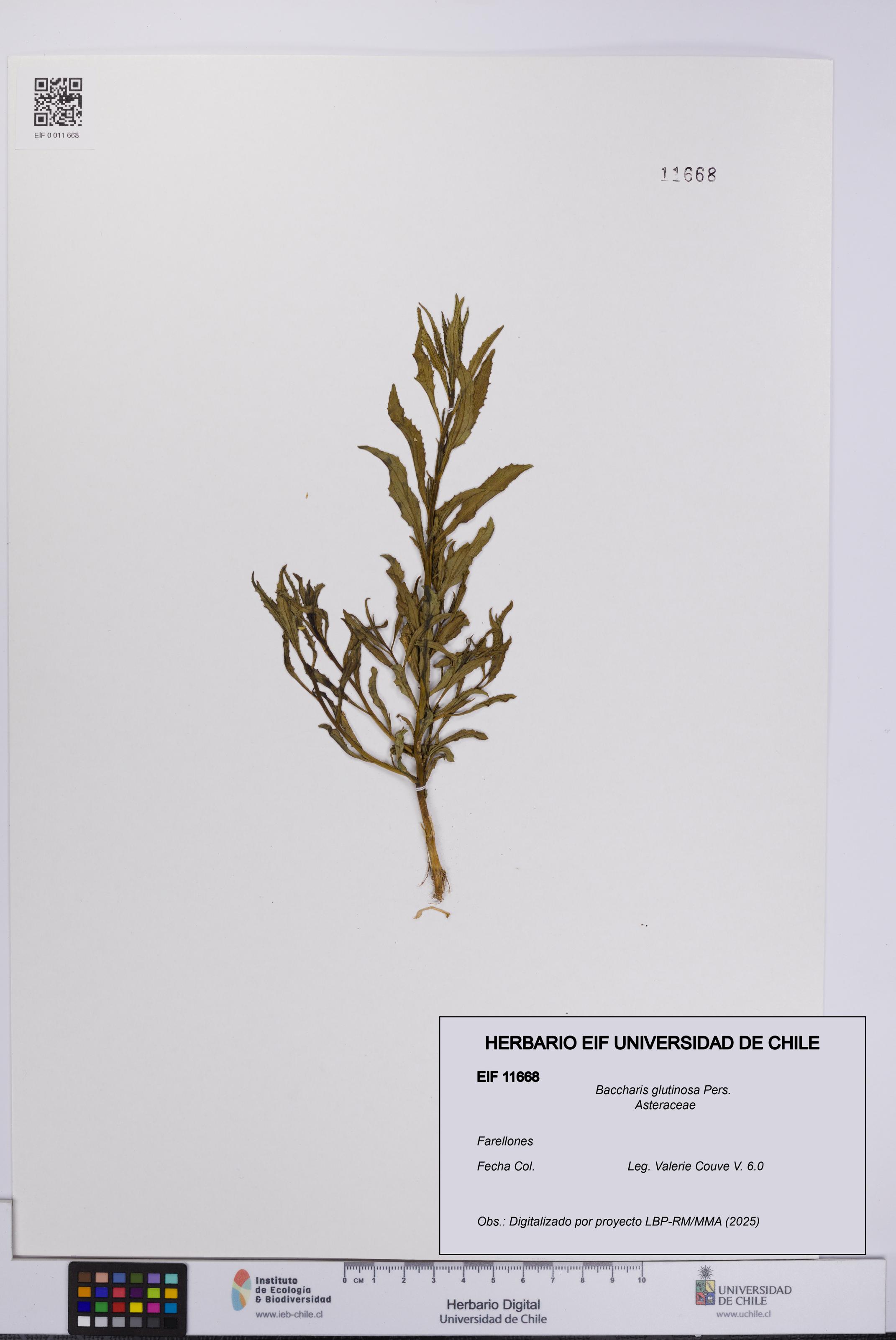 Baccharis glutinosa [Espécimen: UCH:EIF:0011668]