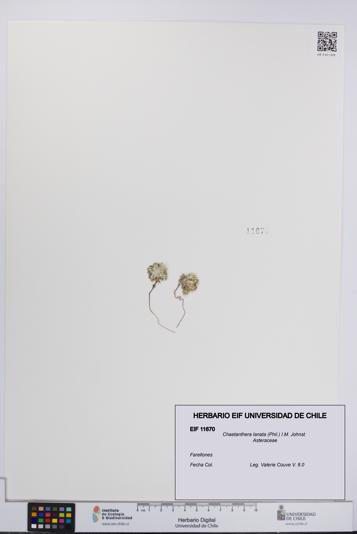Chaetanthera lanata [Espécimen: UCH:EIF:0011670]