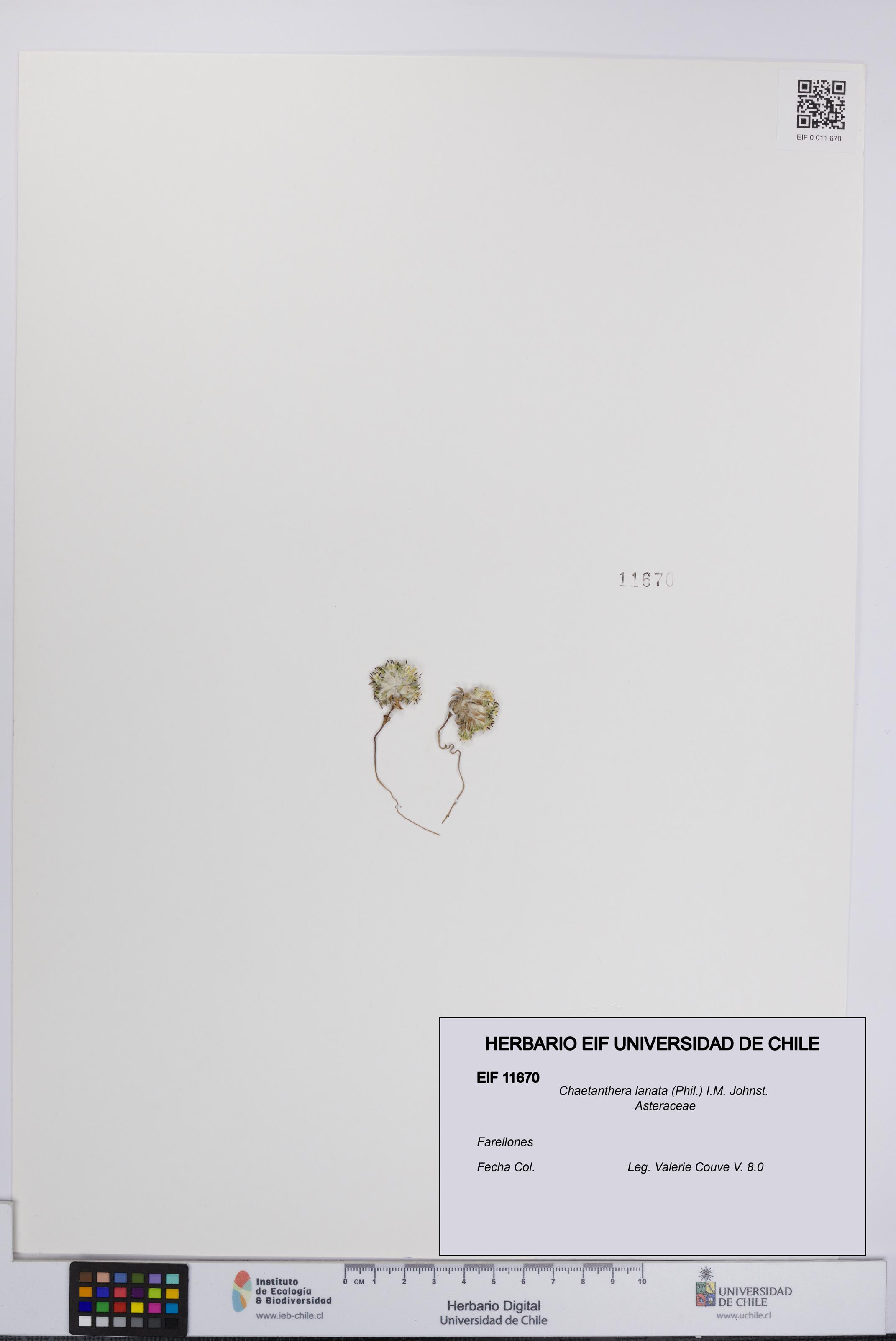 Chaetanthera lanata [Espécimen: UCH:EIF:0011670]