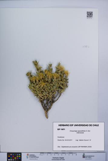 Chuquiraga oppositifolia [Espécimen: UCH:EIF:0011671]