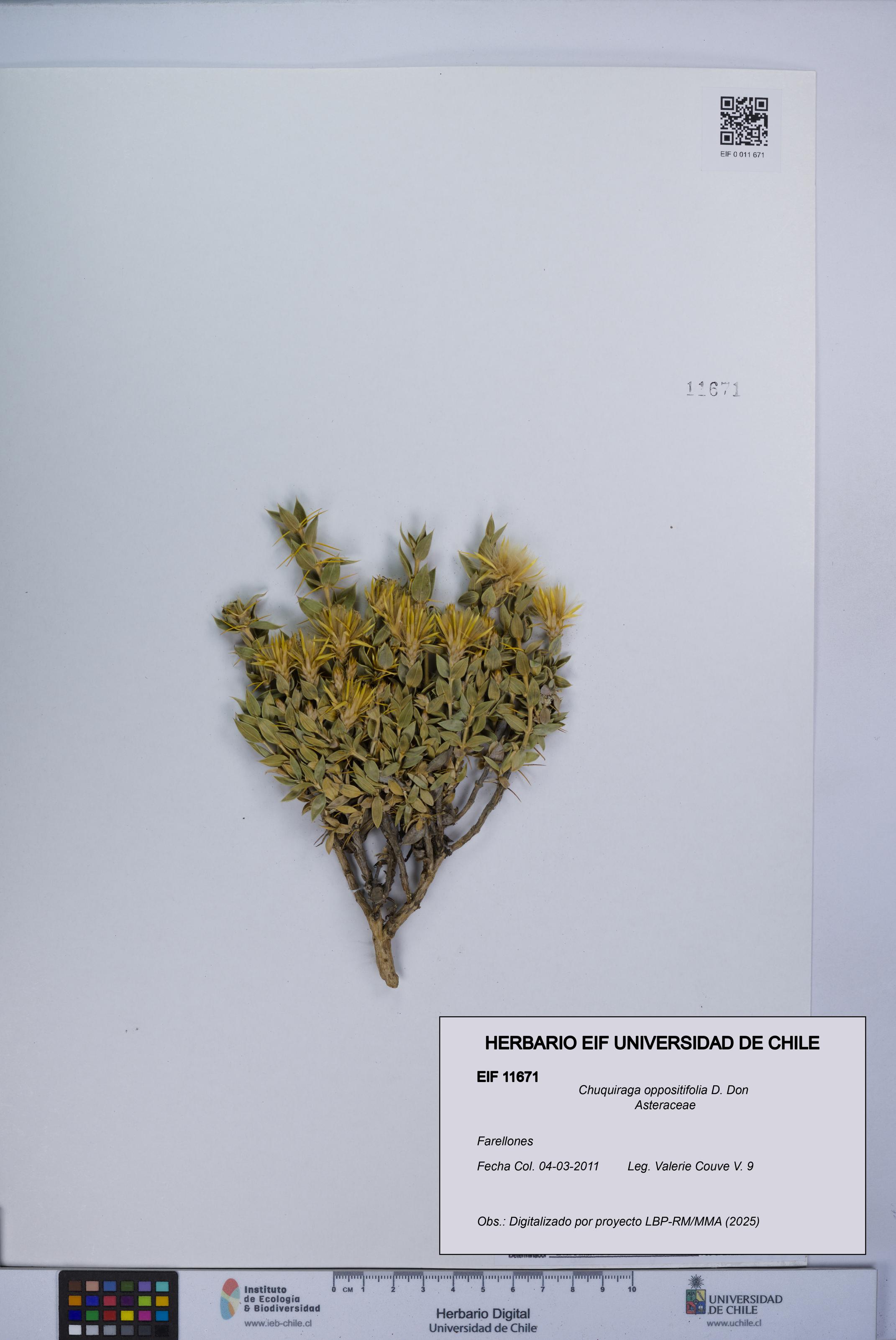 Chuquiraga oppositifolia [Espécimen: UCH:EIF:0011671]