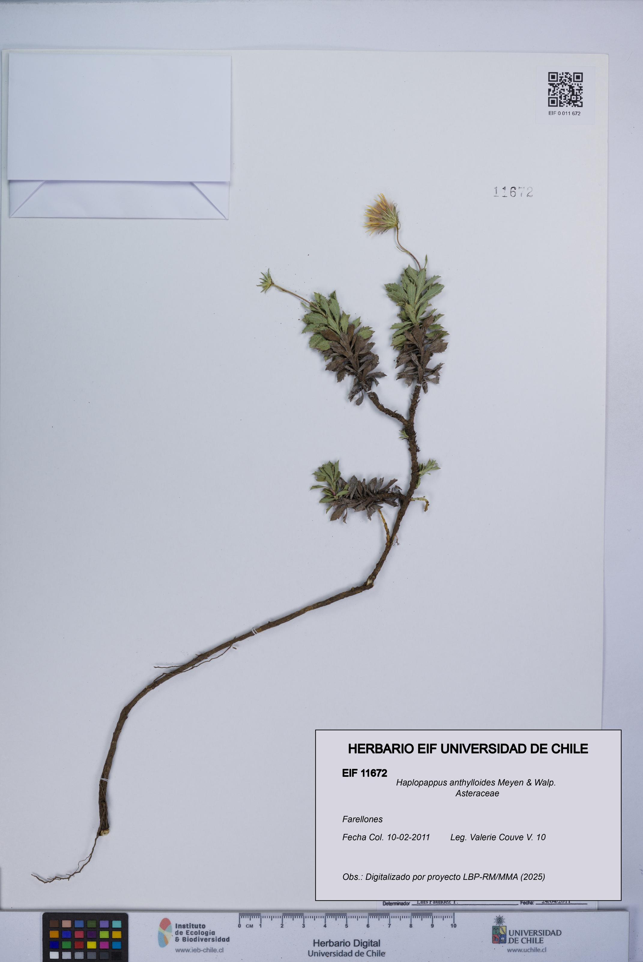 Haplopappus anthylloides [Espécimen: UCH:EIF:0011672]