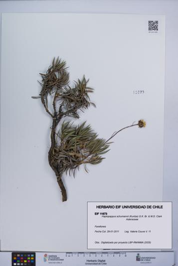 Haplopappus schumannii [Espécimen: UCH:EIF:0011673]