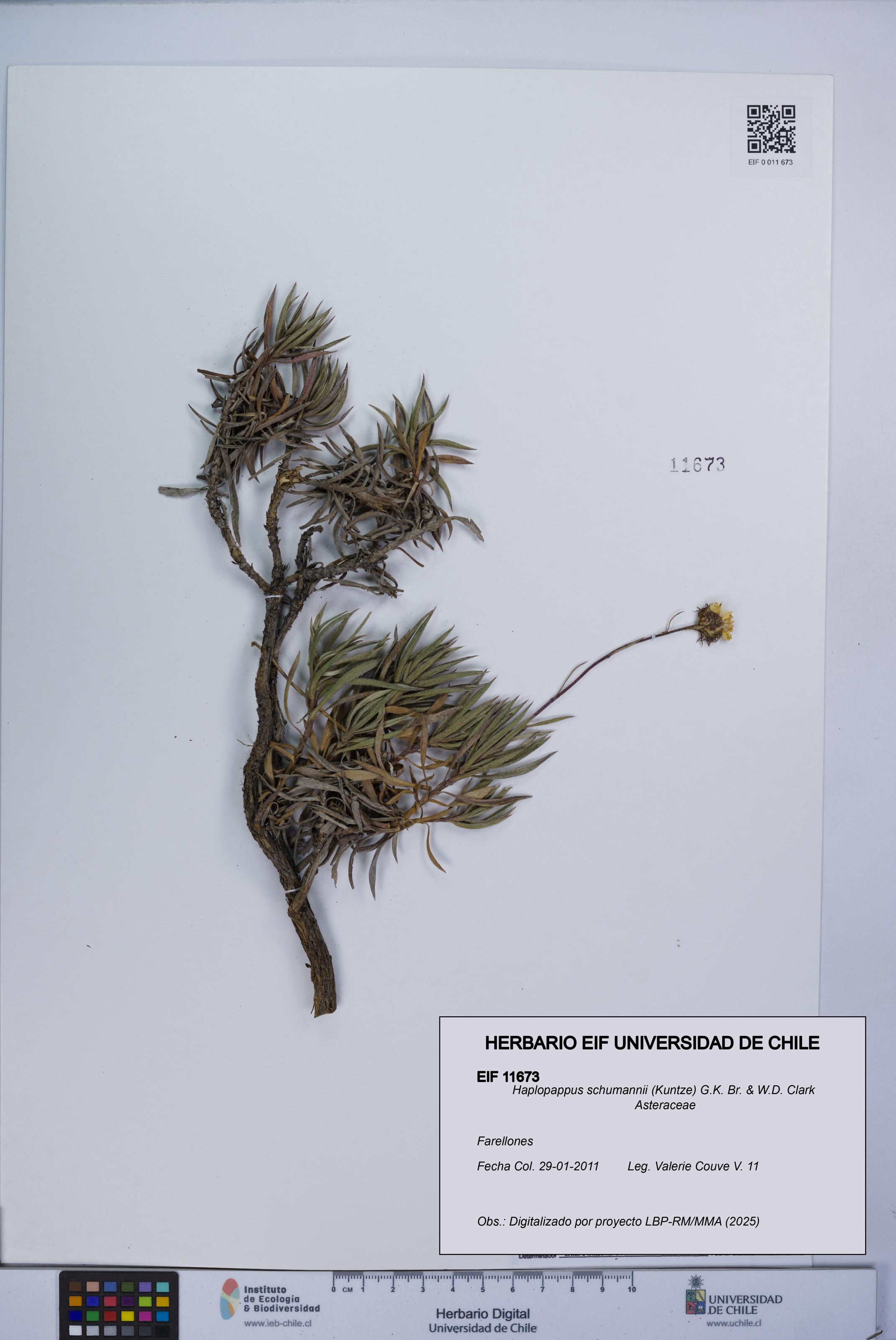 Haplopappus schumannii [Espécimen: UCH:EIF:0011673]