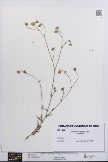 Leucheria congesta [Espécimen: UCH:EIF:0011674]