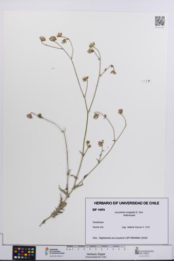 Leucheria congesta [Espécimen: UCH:EIF:0011674]