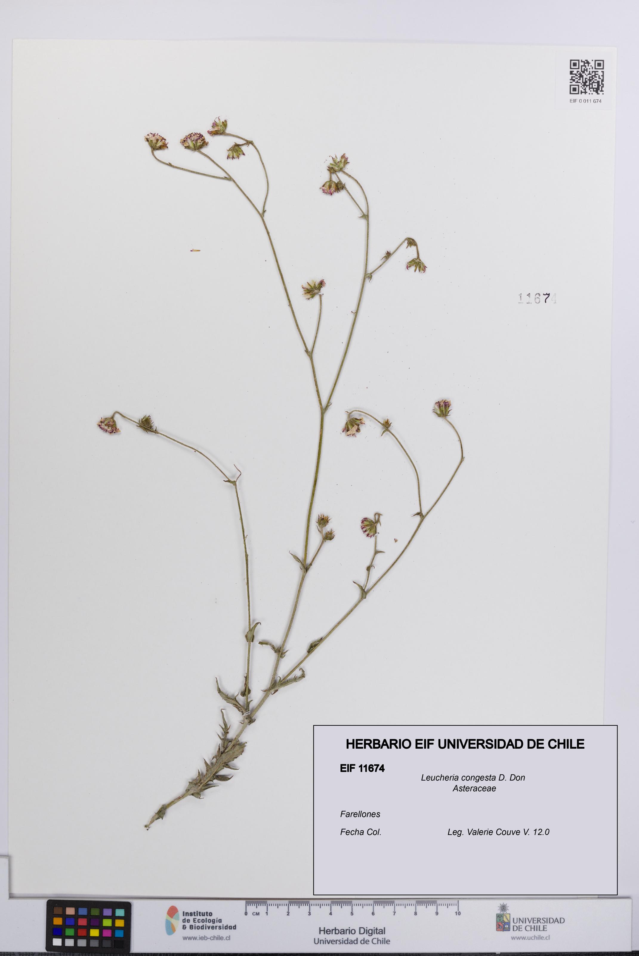 Leucheria congesta [Espécimen: UCH:EIF:0011674]