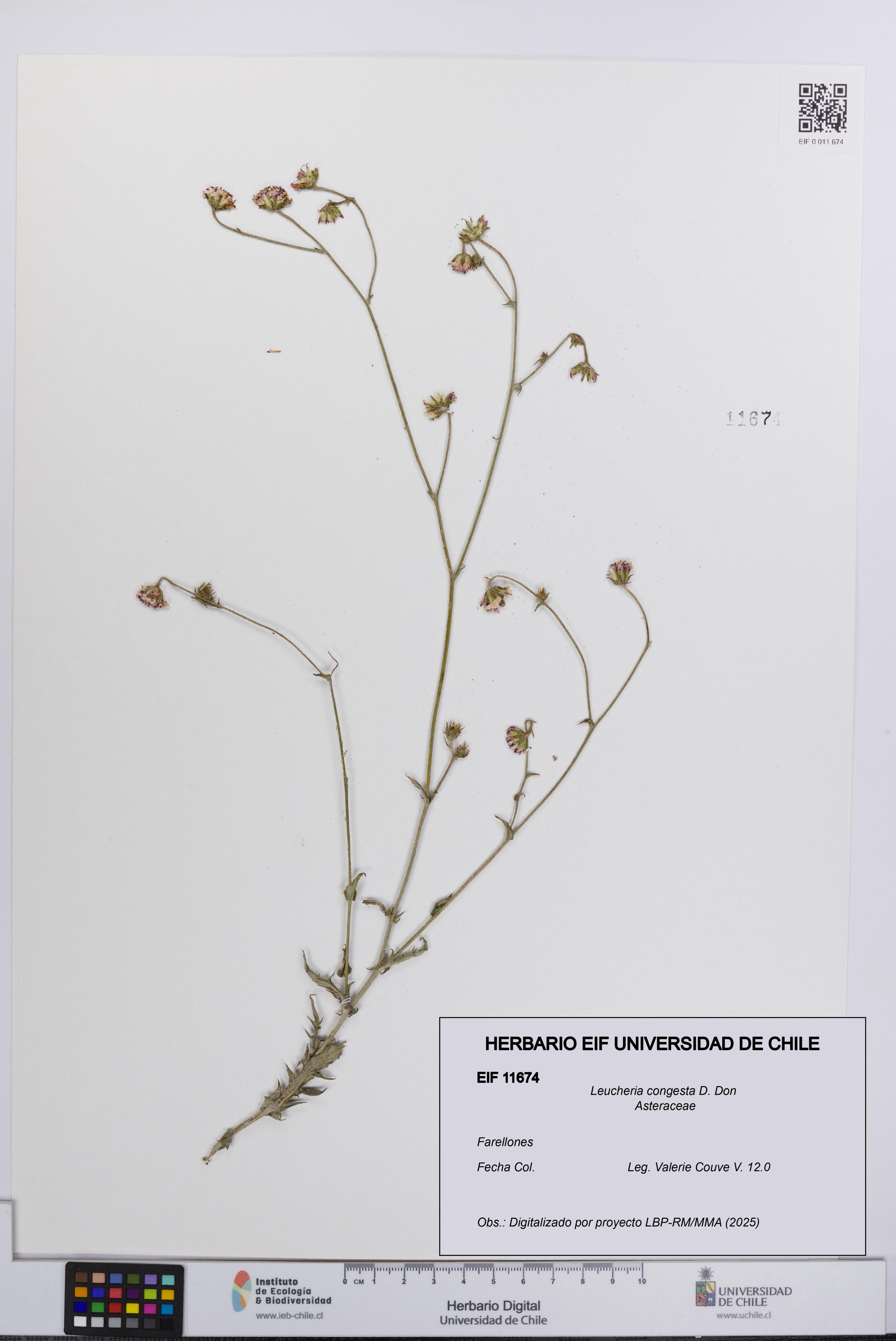 Leucheria congesta [Espécimen: UCH:EIF:0011674]