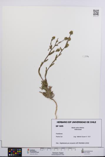 Madia sativa [Espécimen: UCH:EIF:0011675]