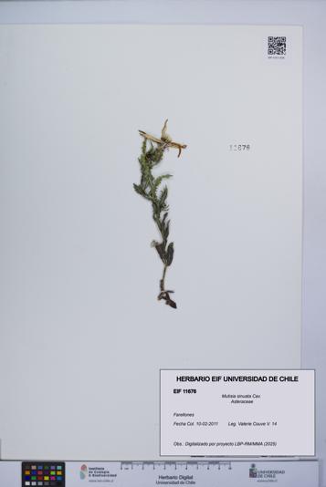 Mutisia sinuata [Espécimen: UCH:EIF:0011676]