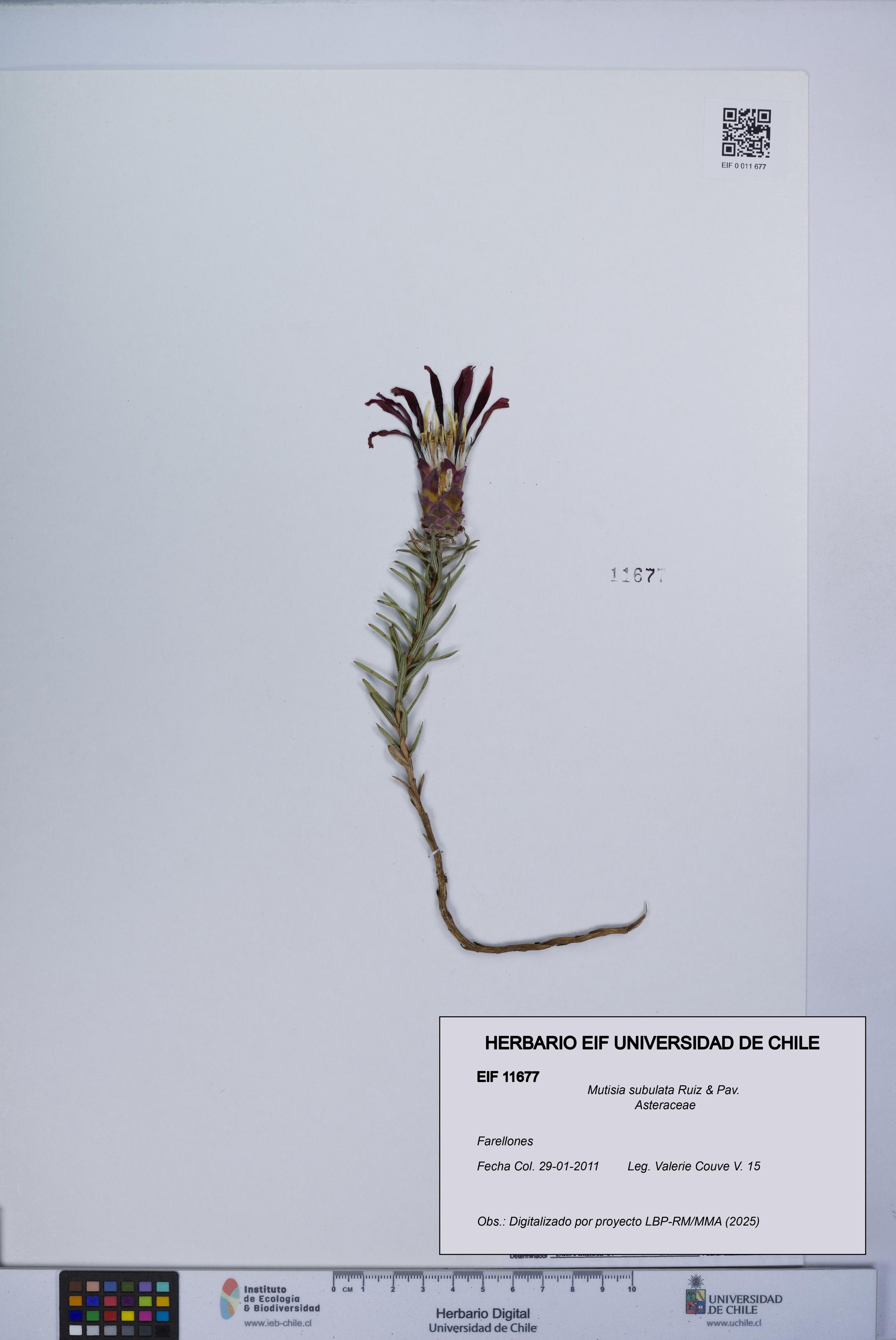 Mutisia subulata [Espécimen: UCH:EIF:0011677]