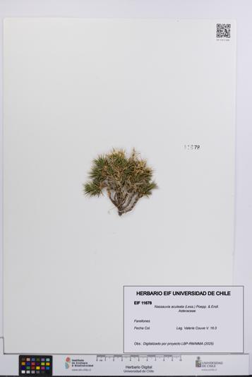 Nassauvia aculeata [Espécimen: UCH:EIF:0011678]