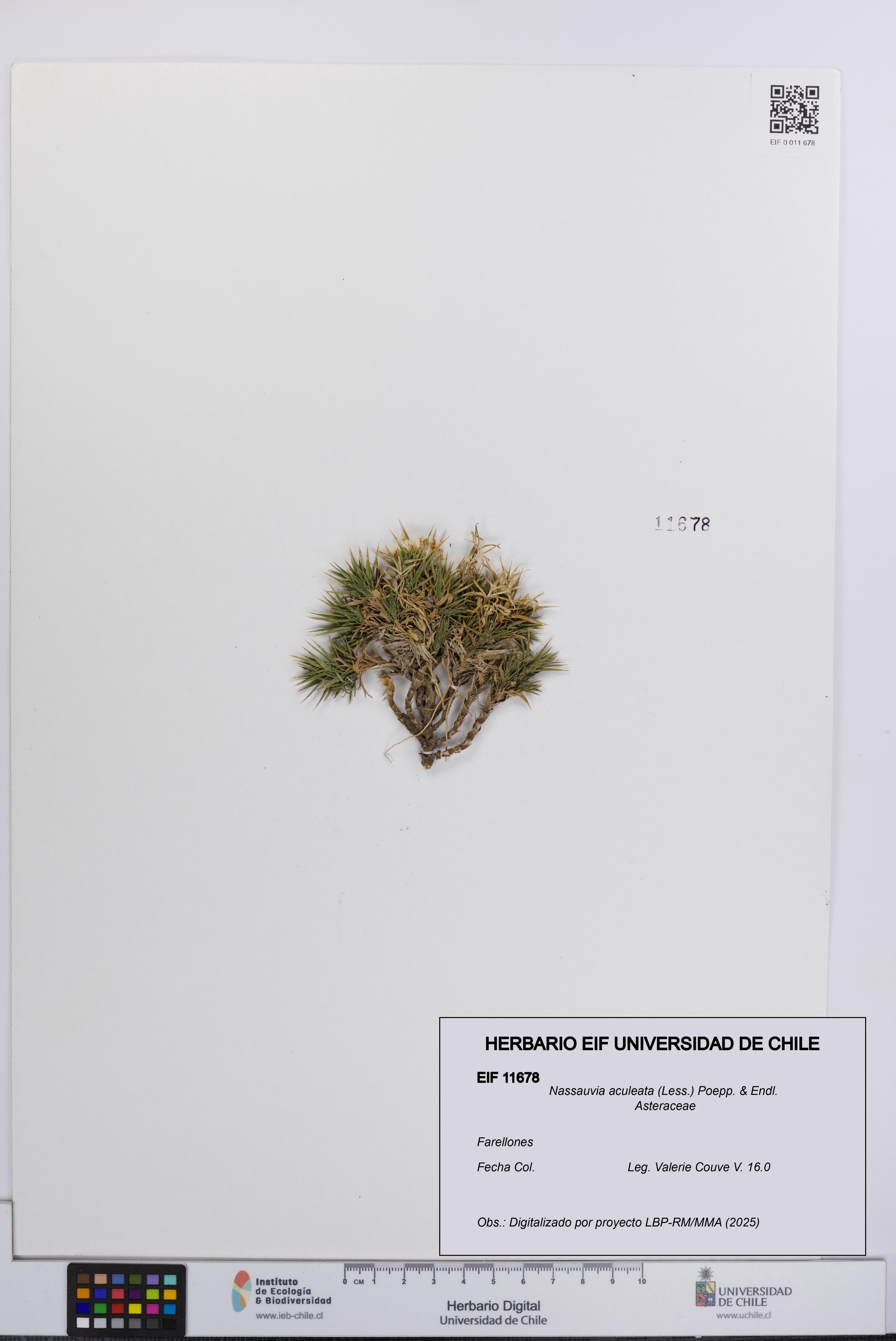 Nassauvia aculeata [Espécimen: UCH:EIF:0011678]