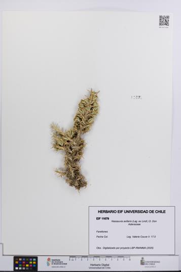 Nassauvia axillaris [Espécimen: UCH:EIF:0011679]