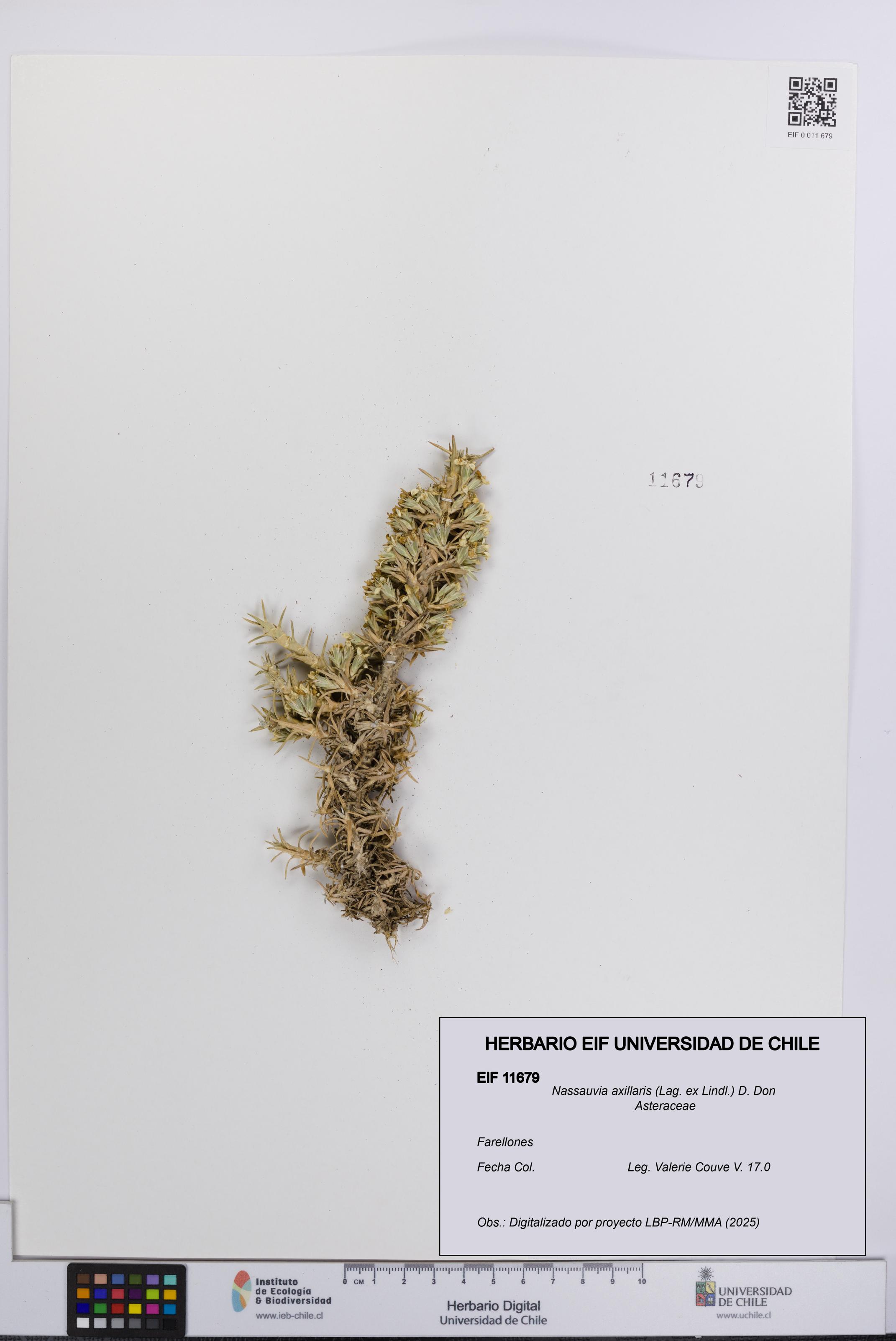 Nassauvia axillaris [Espécimen: UCH:EIF:0011679]