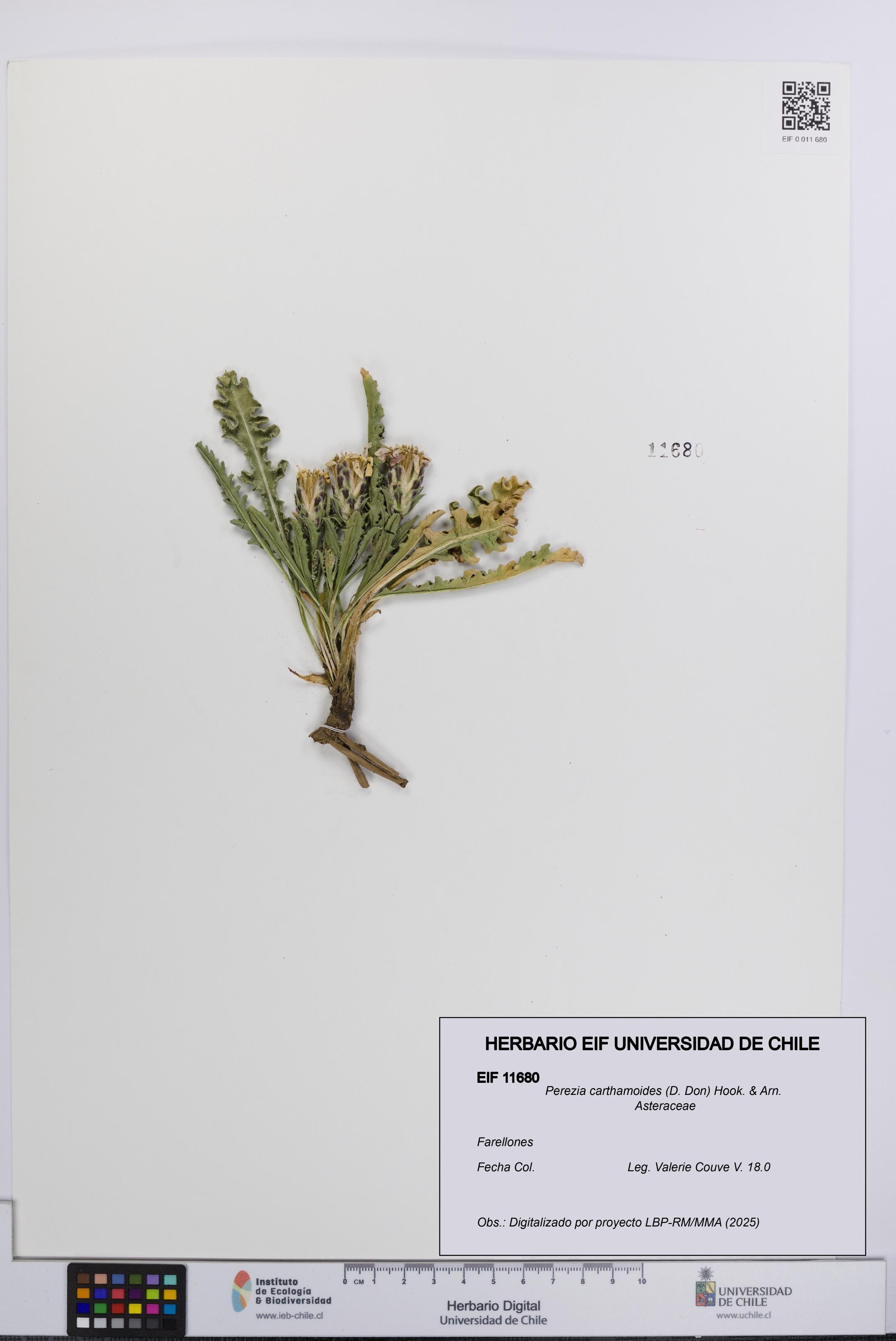 Perezia carthamoides [Espécimen: UCH:EIF:0011680]