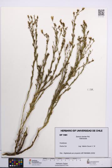 Senecio davilae [Espécimen: UCH:EIF:0011681]