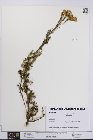 Senecio tocornalii [Espécimen: UCH:EIF:0011682]