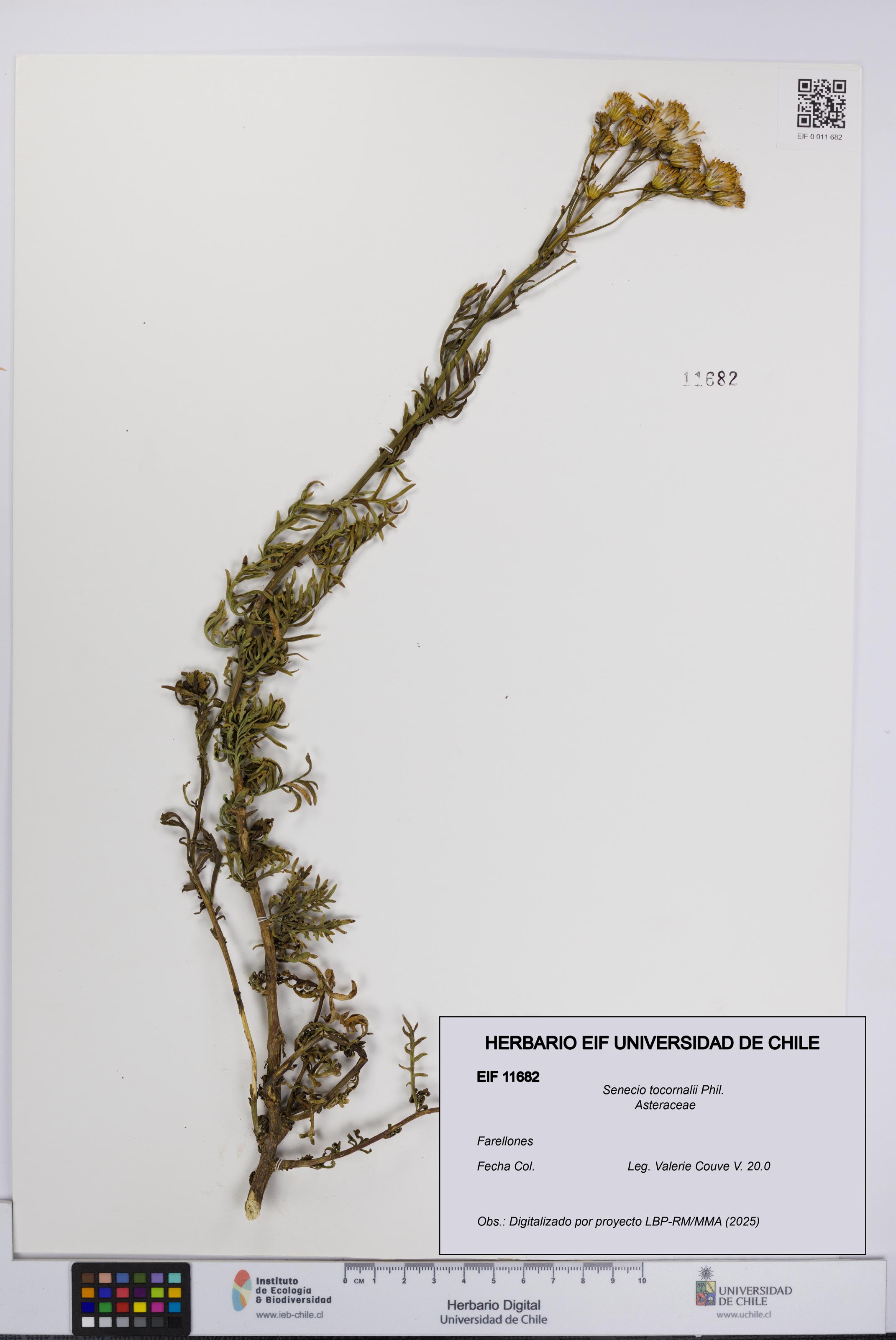 Senecio tocornalii [Espécimen: UCH:EIF:0011682]