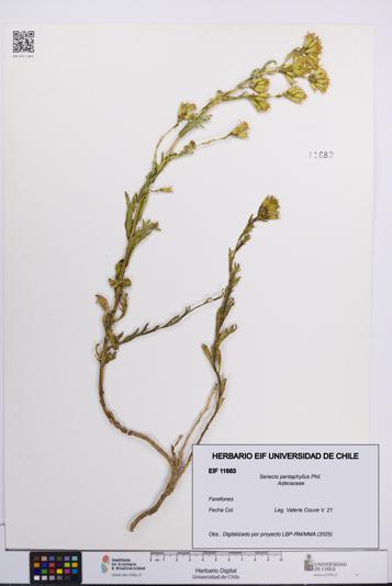 Senecio pentaphyllus [Espécimen: UCH:EIF:0011683]