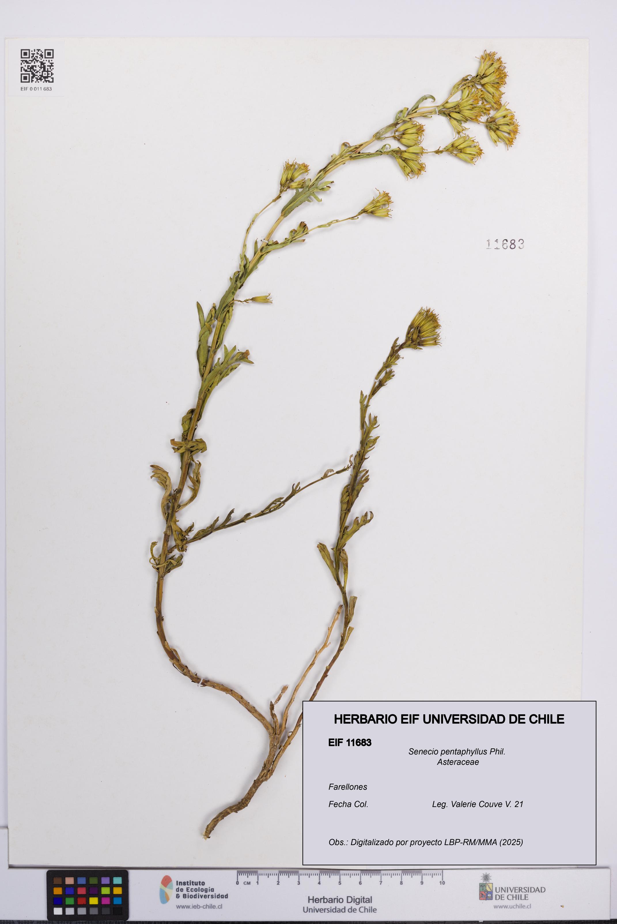 Senecio pentaphyllus [Espécimen: UCH:EIF:0011683]