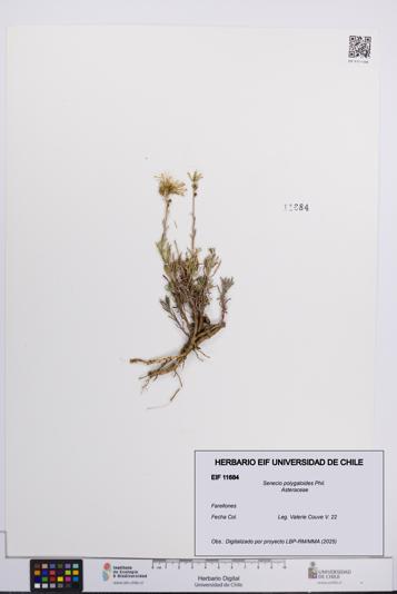 Senecio polygaloides [Espécimen: UCH:EIF:0011684]