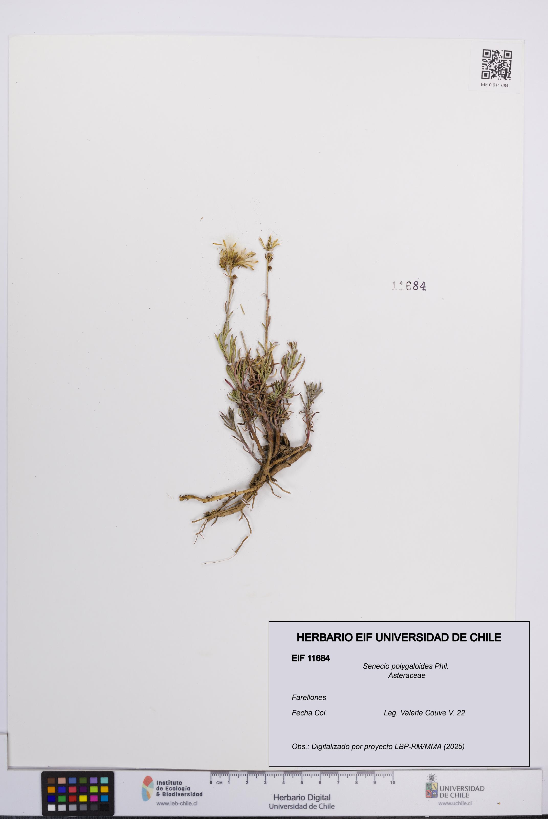 Senecio polygaloides [Espécimen: UCH:EIF:0011684]