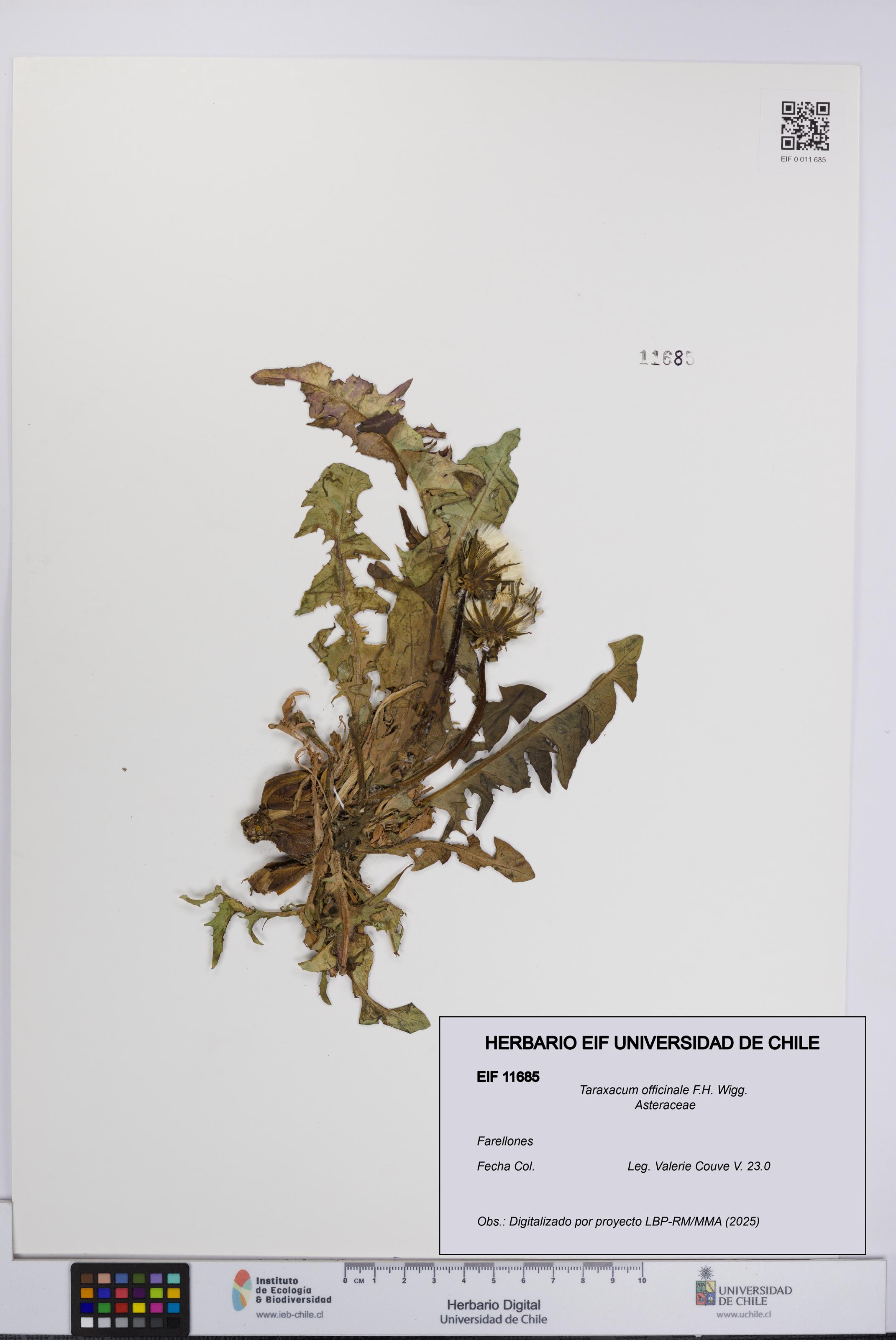 Taraxacum officinale [Espécimen: UCH:EIF:0011685]
