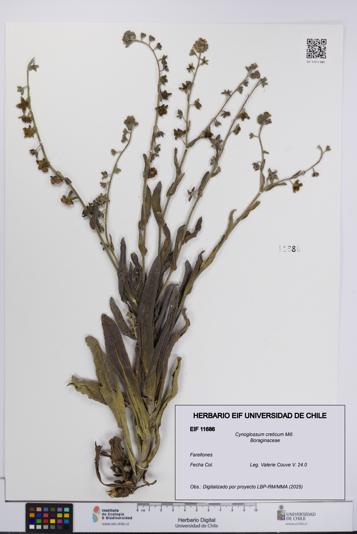 Cynoglossum creticum [Espécimen: UCH:EIF:0011686]