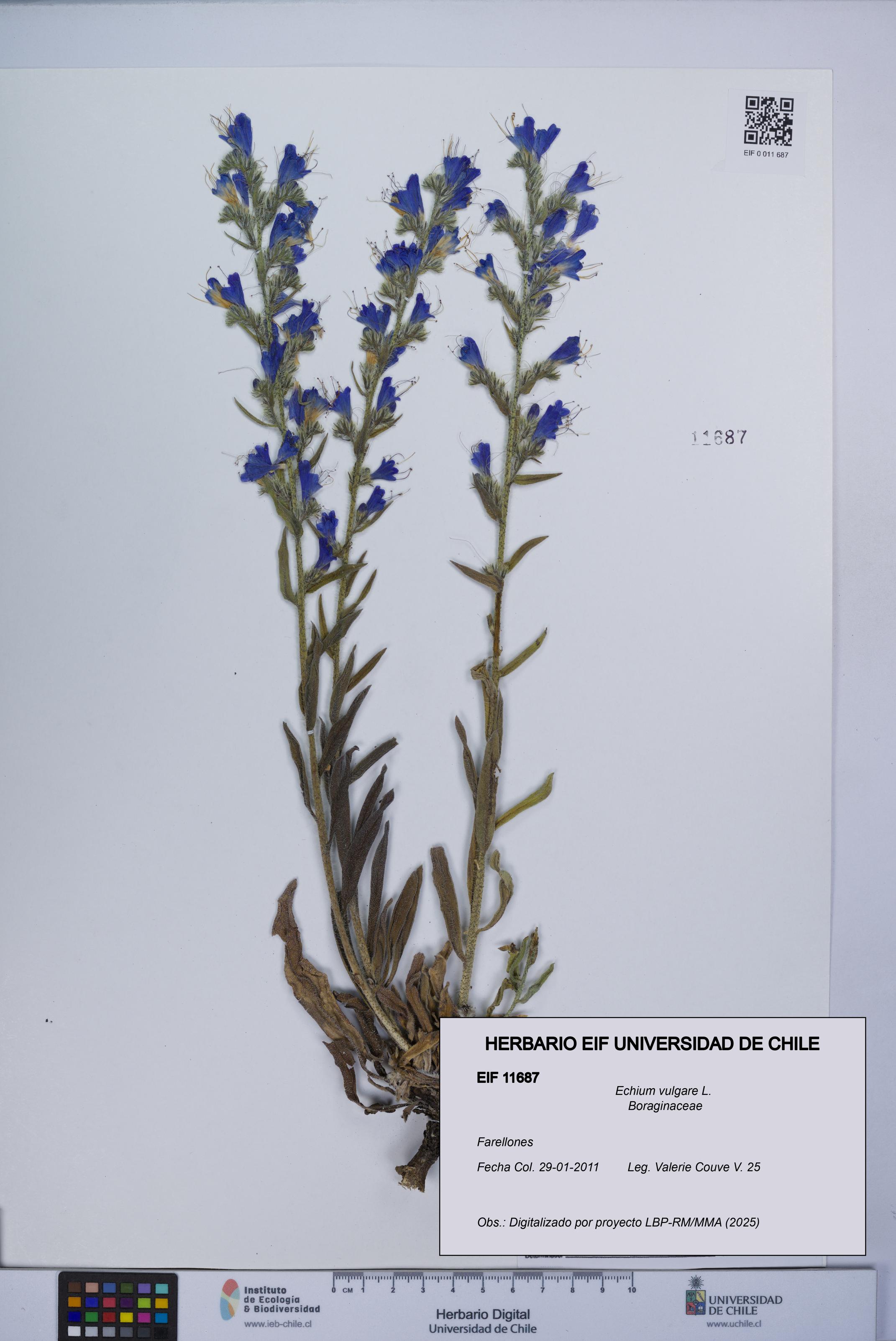 Echium vulgare [Espécimen: UCH:EIF:0011687]