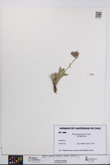 Phacelia secunda [Espécimen: UCH:EIF:0011688]